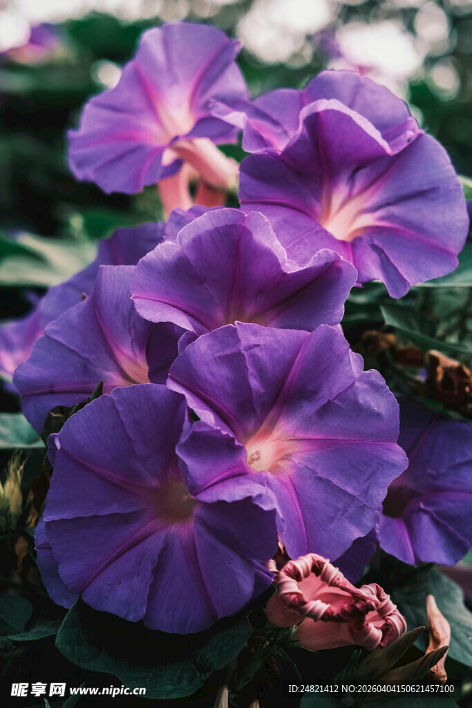 紫色牵牛花绽放