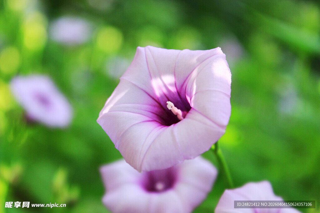 淡紫色牵牛花绽放