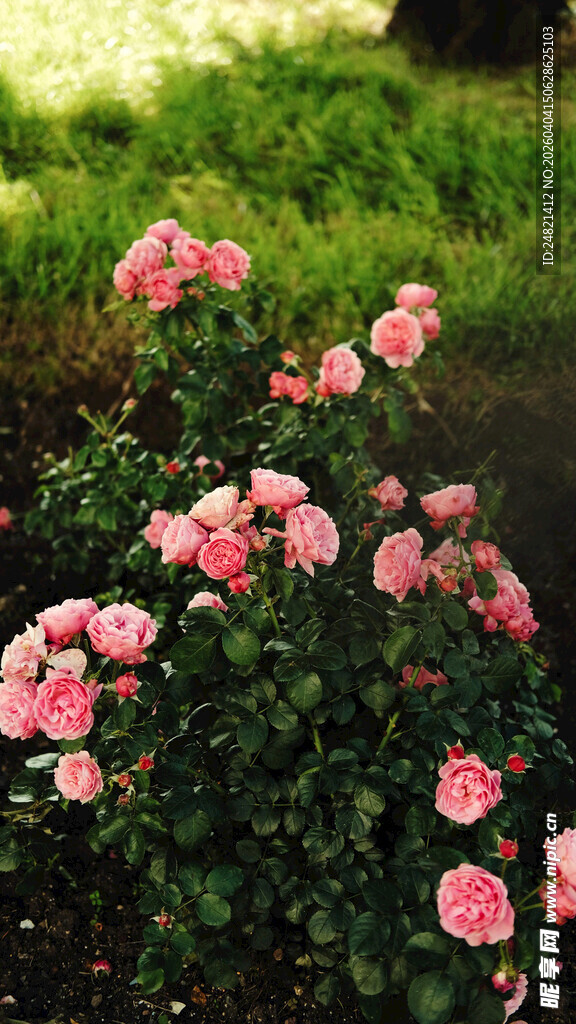 粉色娇艳月季花绽放