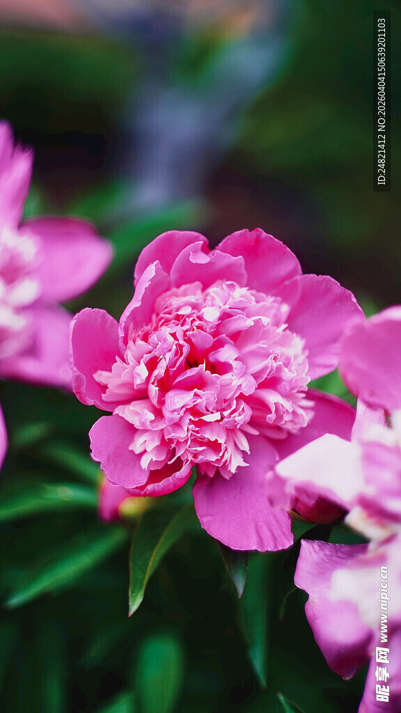 娇艳粉色芍药花绽放