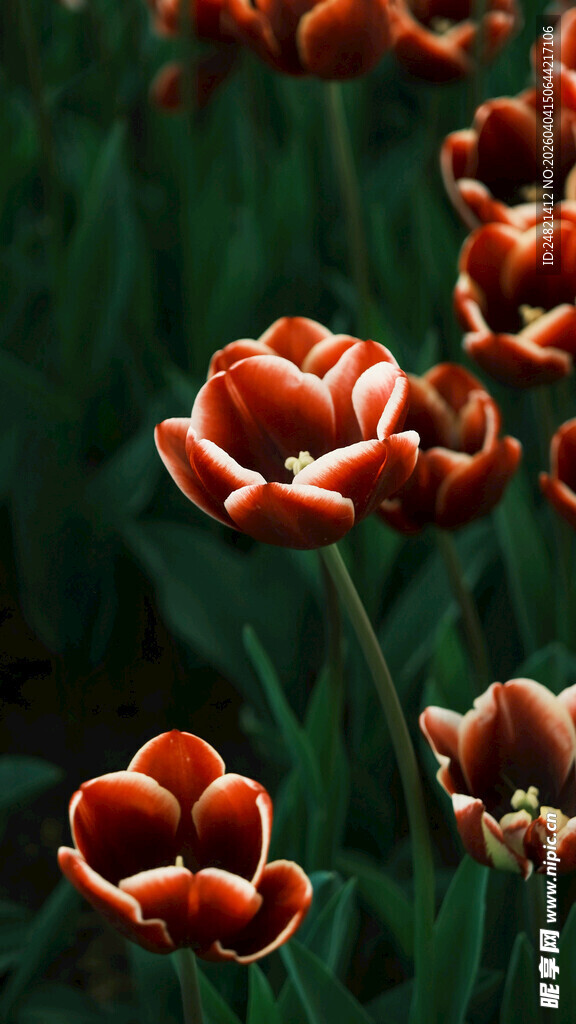 娇艳绽放的红色郁金香