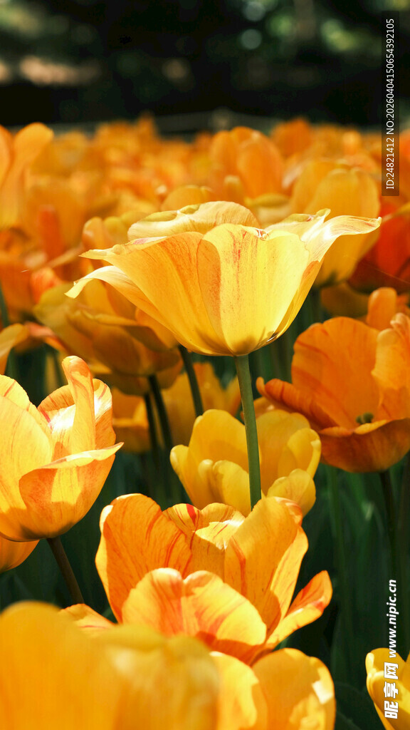 金黄绚烂的美丽郁金香