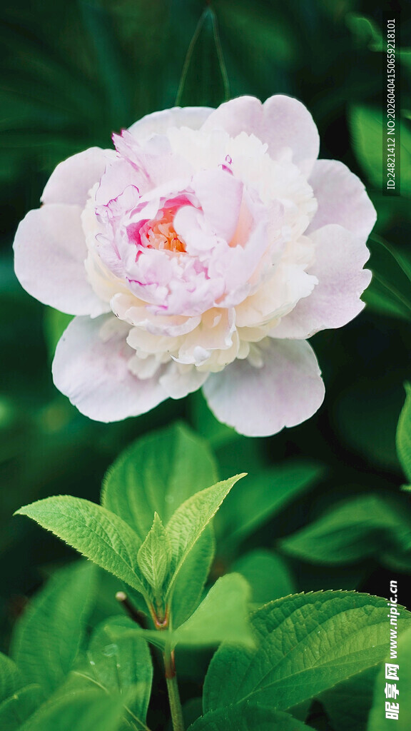 娇艳白牡丹绽放