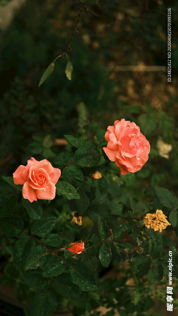 娇艳绽放的多彩月季花