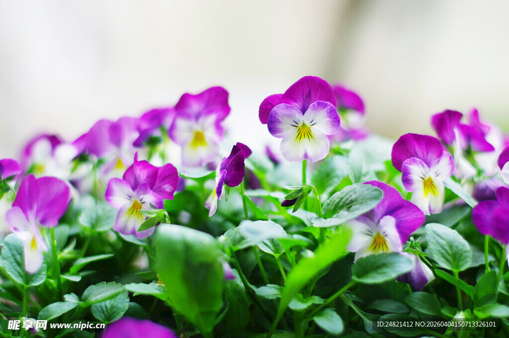 紫色三色堇盆栽花卉