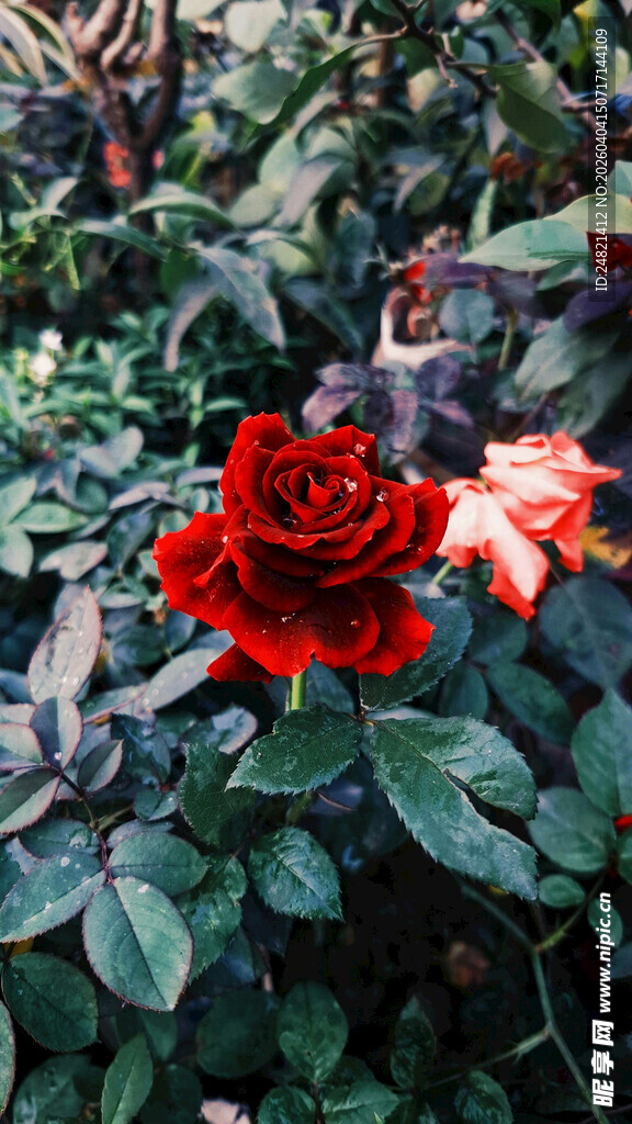 娇艳红玫瑰绽放绿叶间