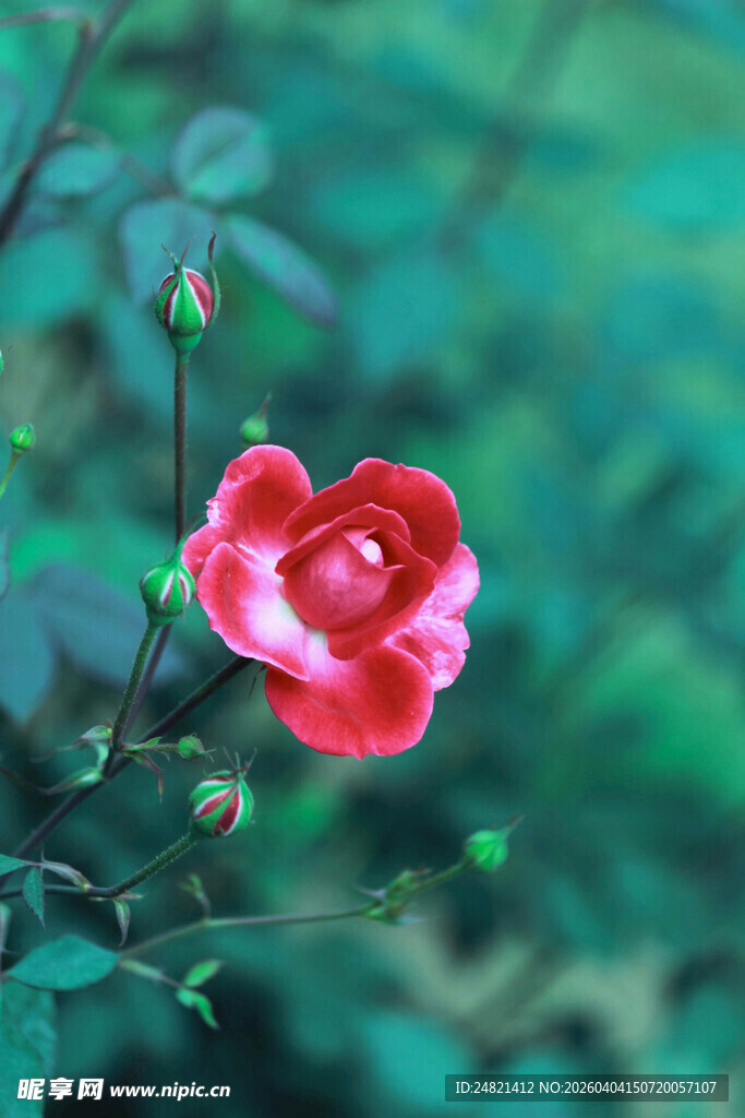 娇艳红心月季花