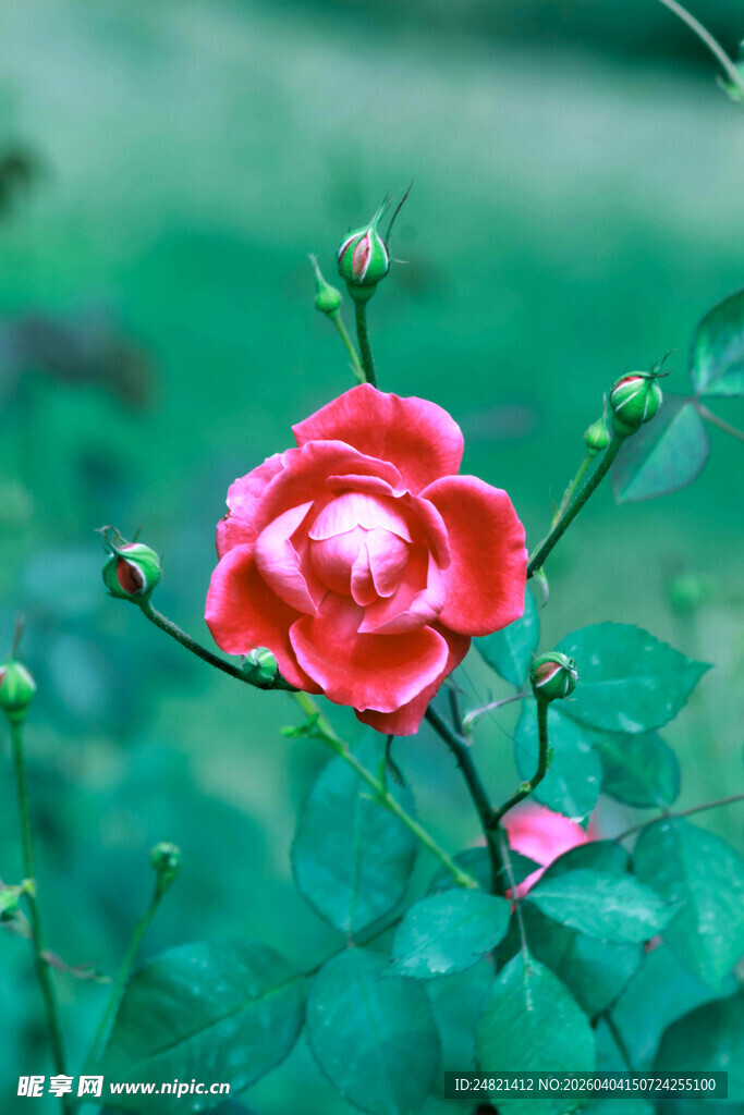 娇艳欲滴的单朵红蔷薇