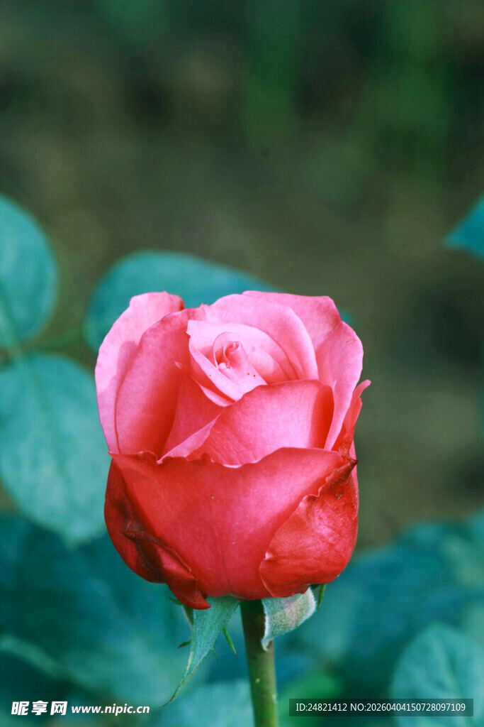 娇艳红玫瑰特写