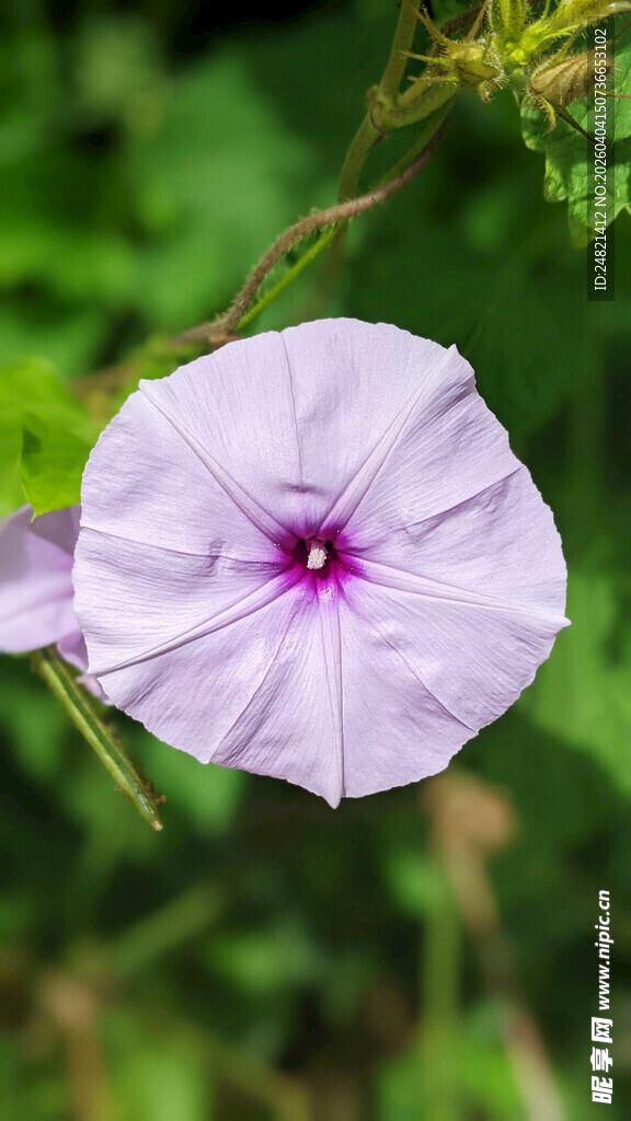 淡紫色牵牛花特写