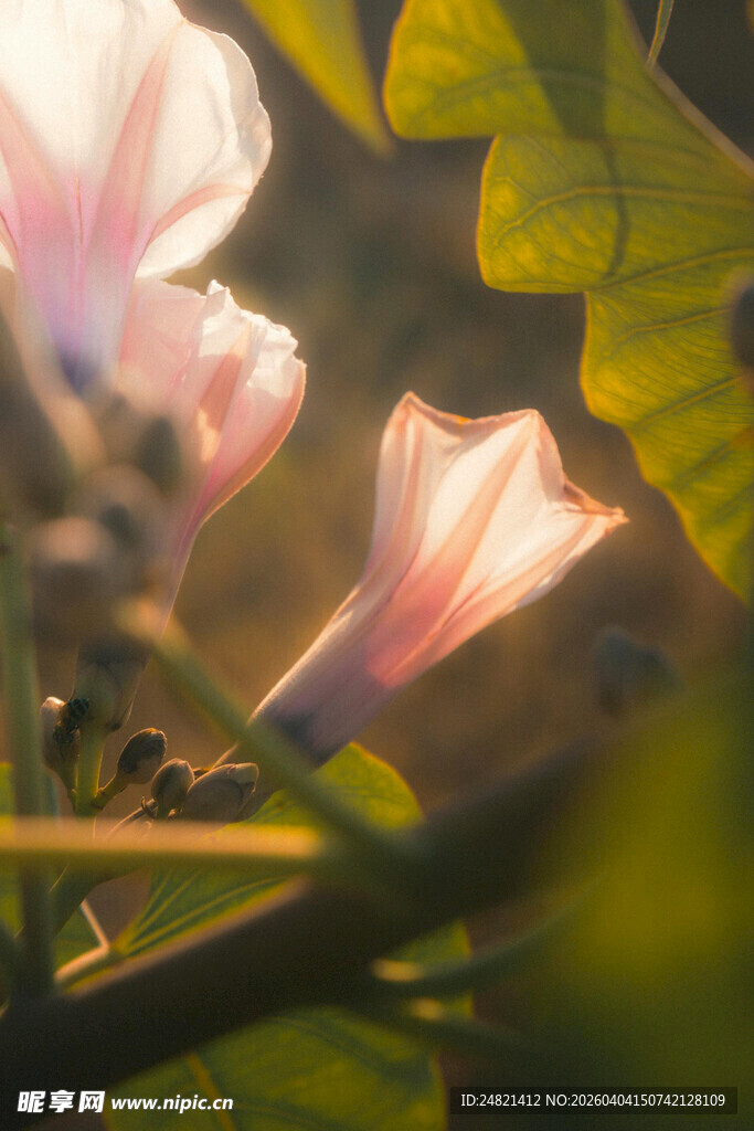 阳光下的粉色牵牛花