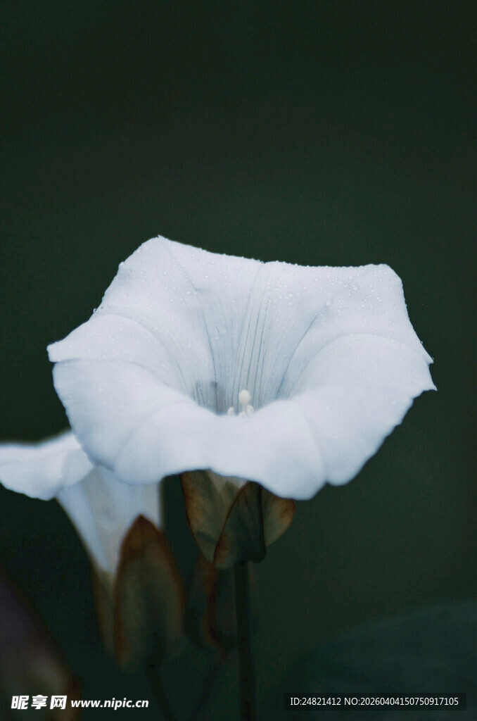 白色牵牛花特写