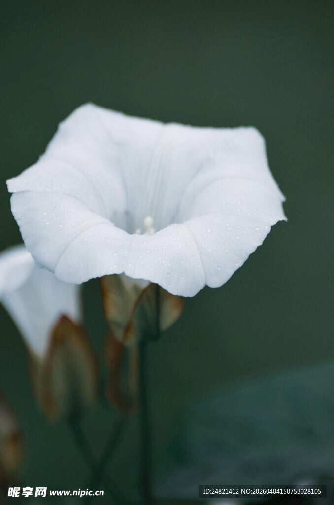 白色牵牛花特写