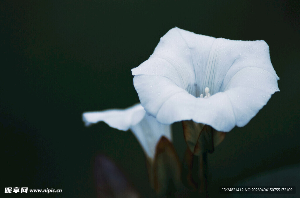 白色喇叭花特写