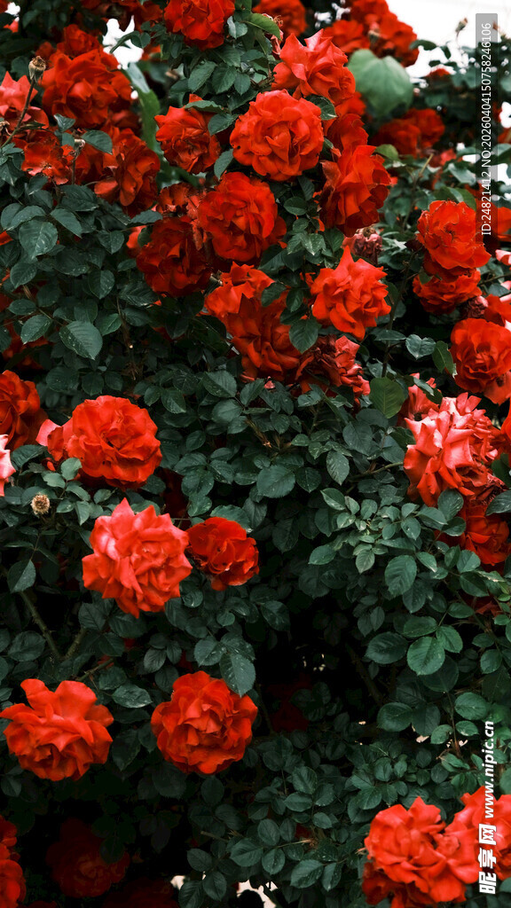 鲜艳红玫瑰绽放