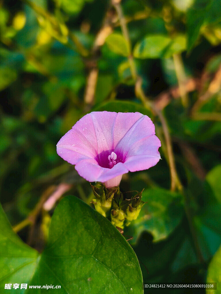 绽放的紫色牵牛花