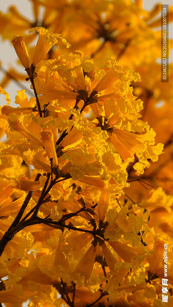 金黄灿烂的风铃木花朵