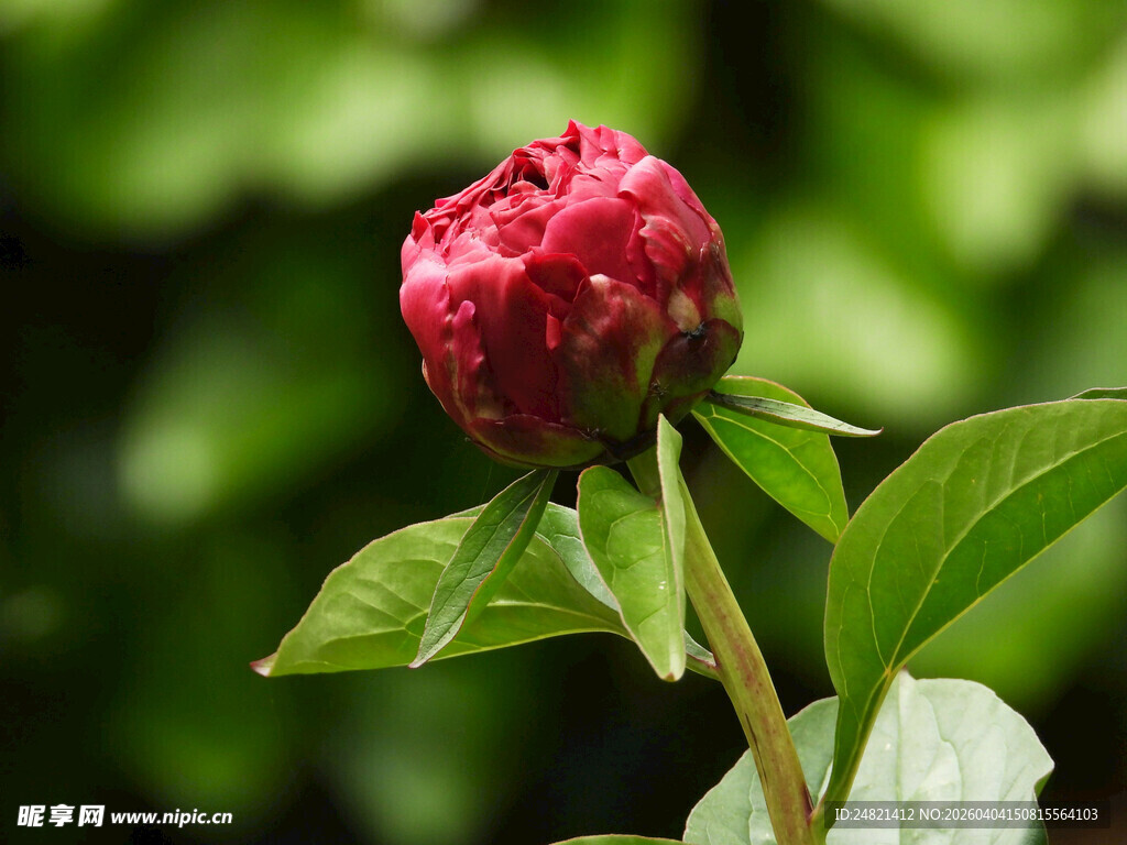 娇艳红牡丹初绽