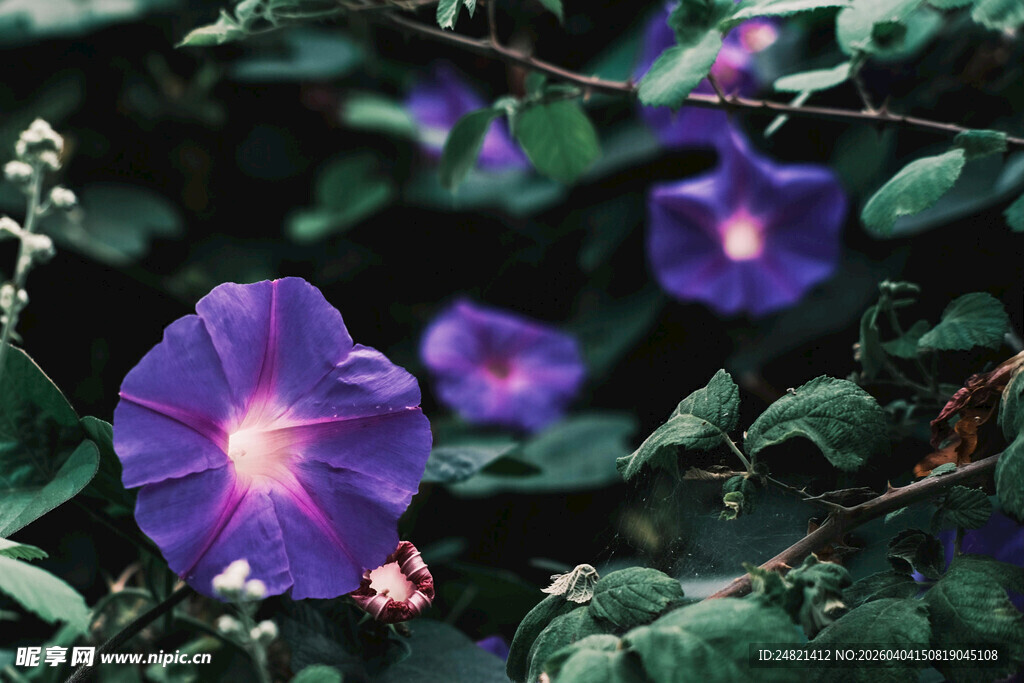 紫色牵牛花绽放于绿叶间