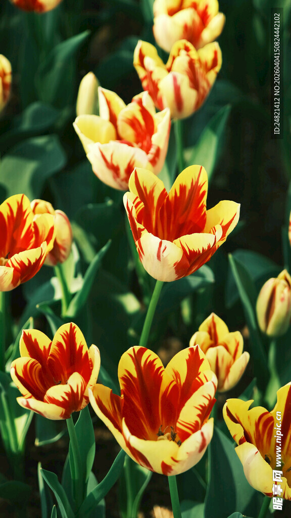 多彩郁金香绽放