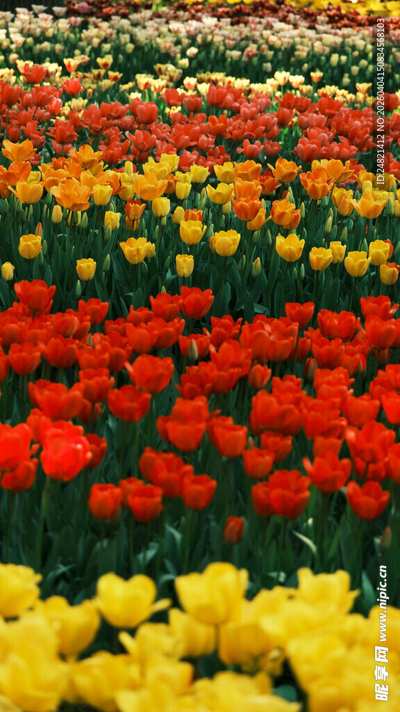 多彩郁金香花海
