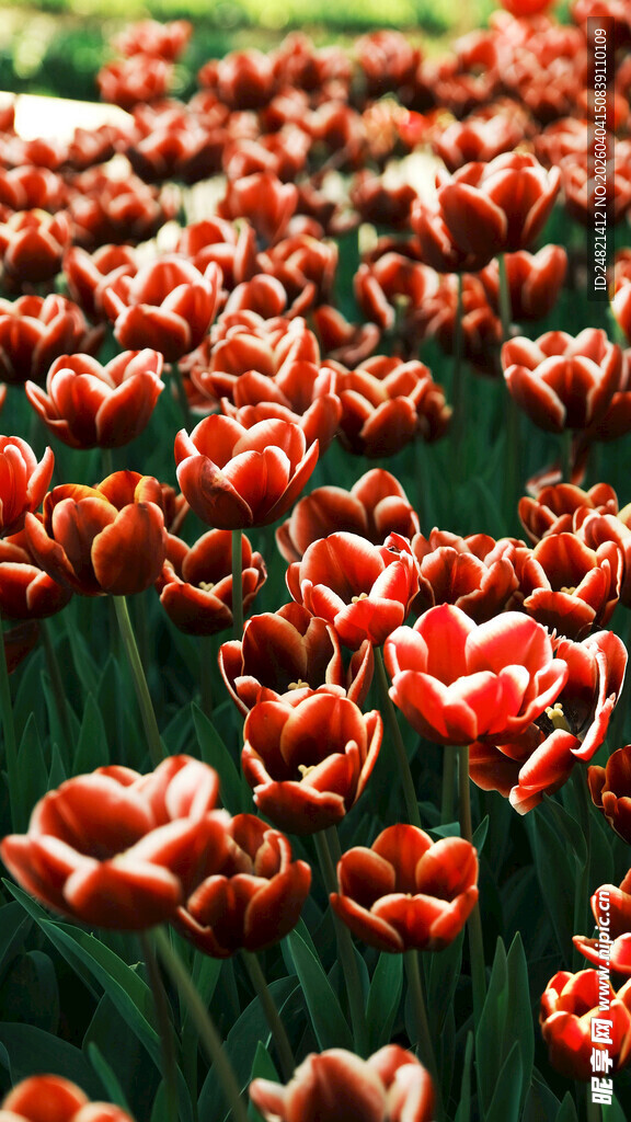 鲜艳红郁金香花海