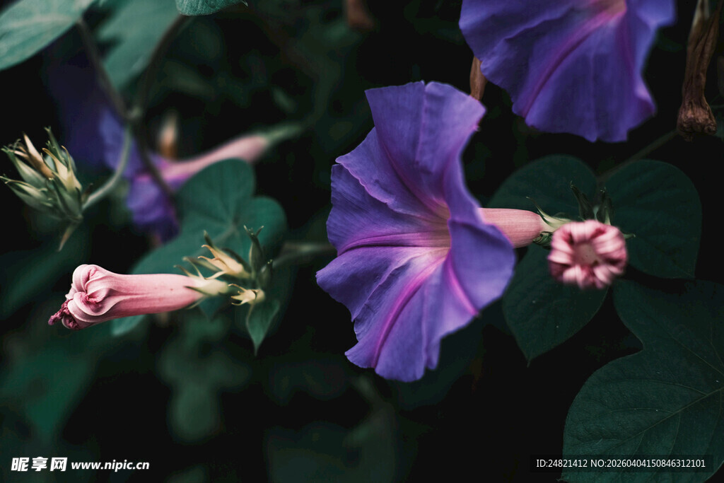 紫色牵牛花绽放
