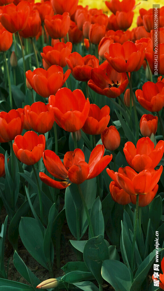 鲜艳红郁金香花海