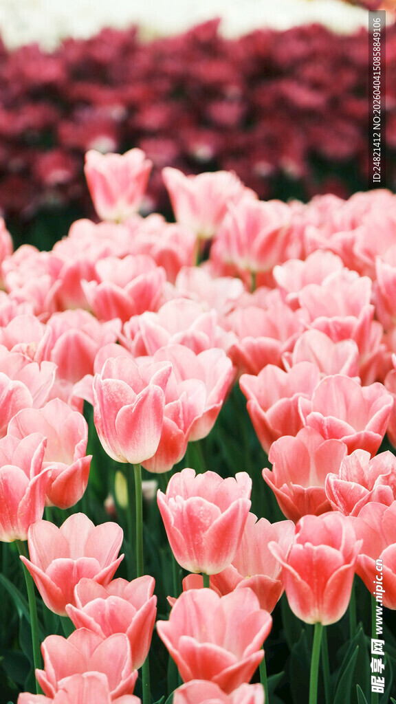 粉色郁金香花海