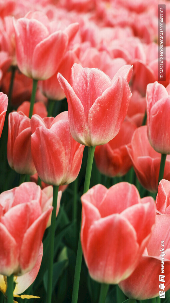 粉色郁金香花海