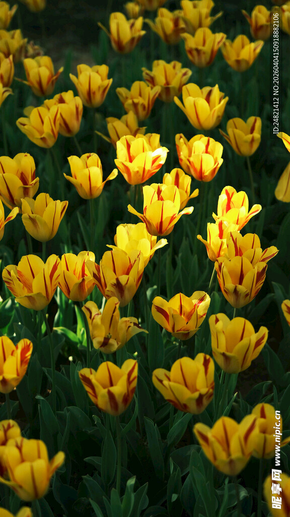 金黄郁金香花海