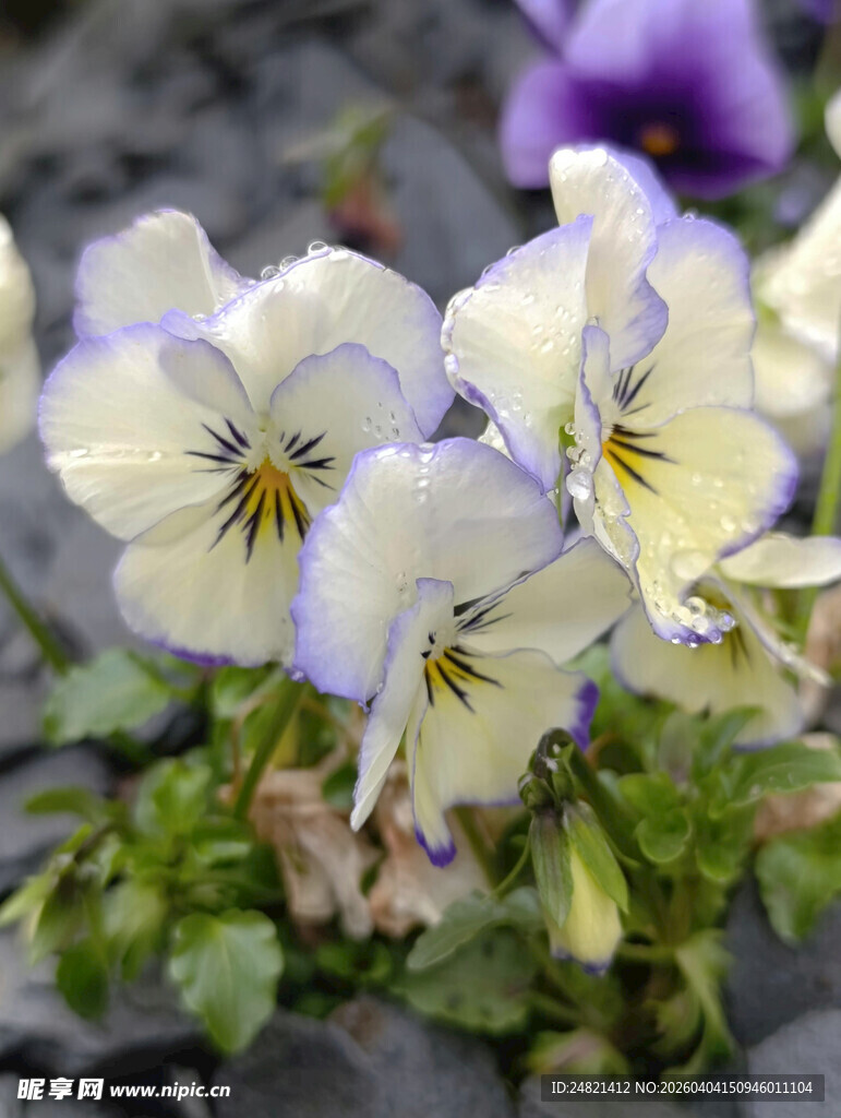 三色堇花卉特写