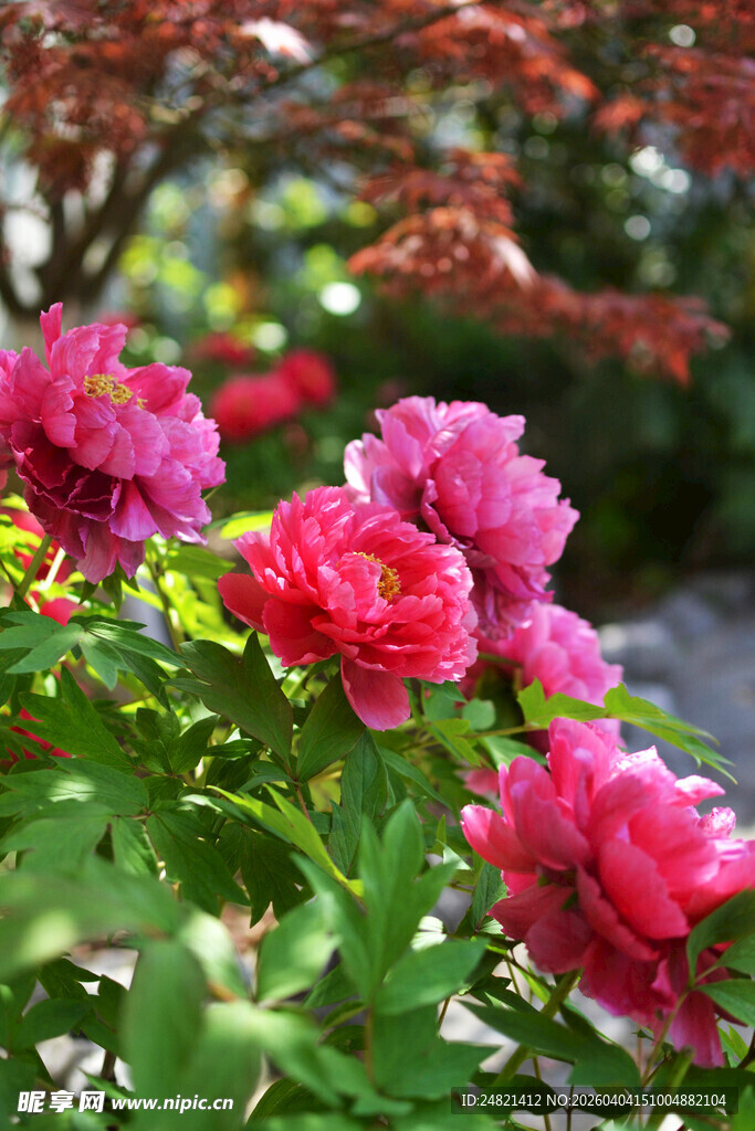 娇艳盛放的粉色花卉