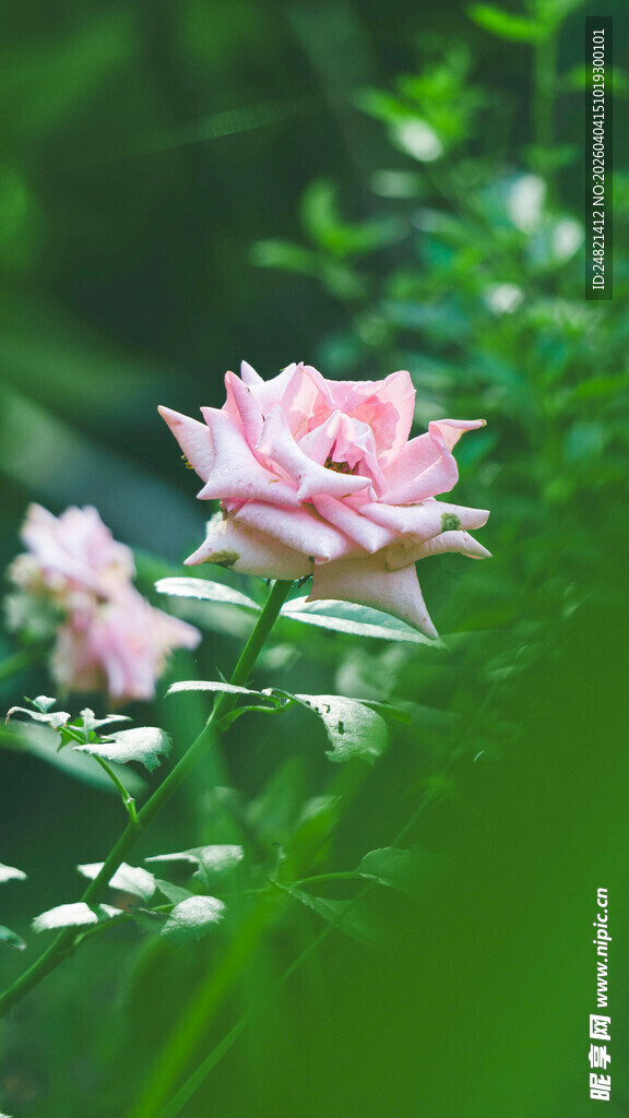 娇艳粉色玫瑰绽放绿叶间