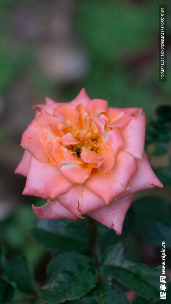 粉色娇艳月季花