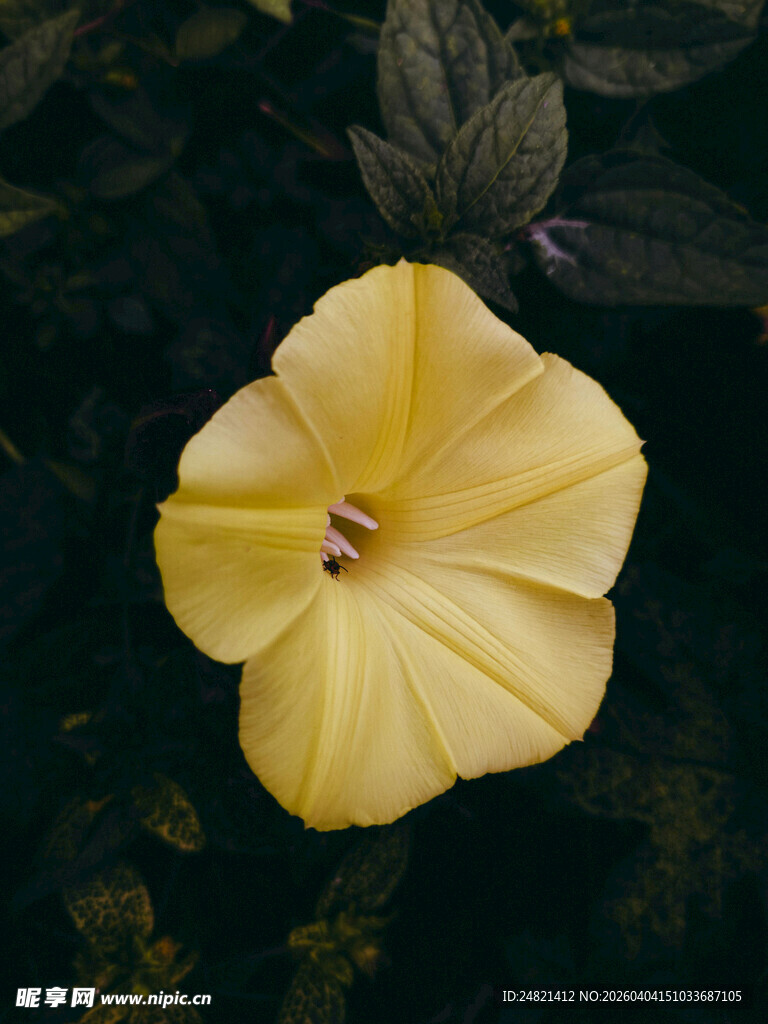 黄色牵牛花上的小昆虫