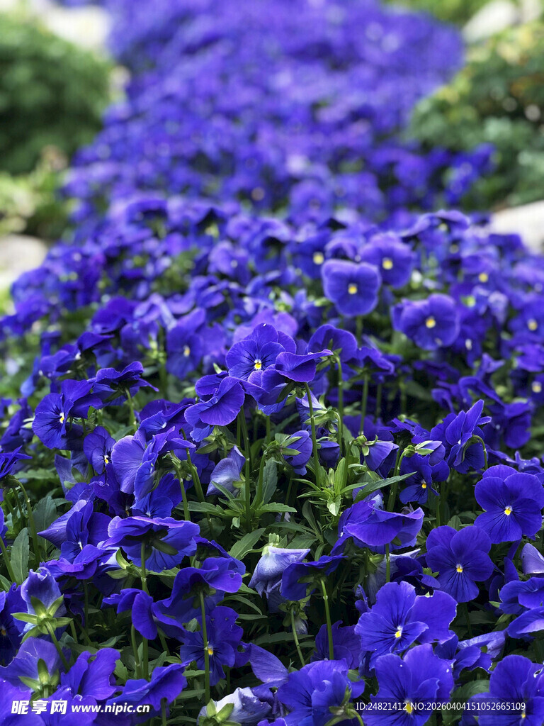 紫色三色堇花海美景