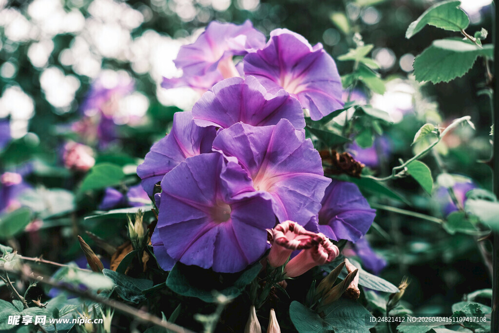 紫色牵牛花绽放的美丽
