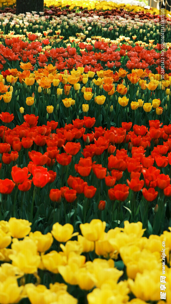 多彩郁金香花海景观