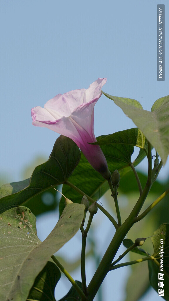 粉色牵牛花特写