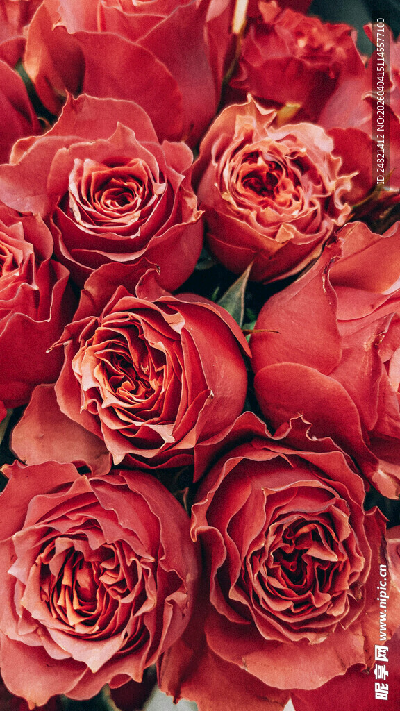 娇艳红玫瑰花束特写