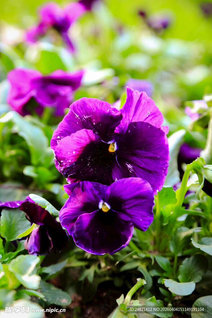 紫色矮牵牛花绽放