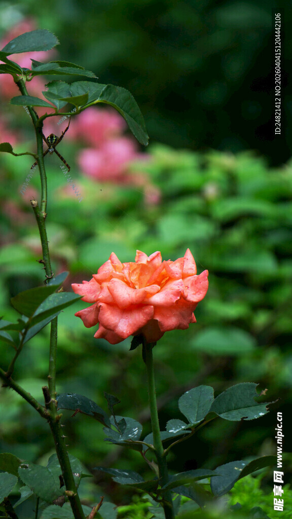 娇艳盛开的橙红色月季花
