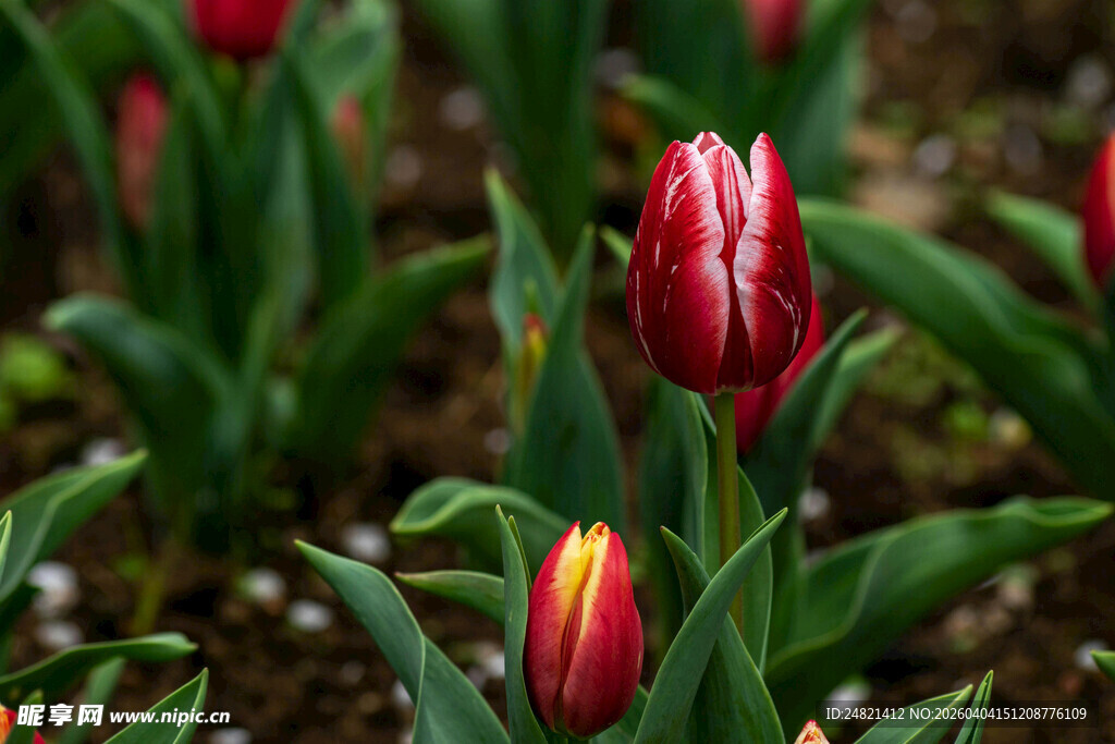 娇艳郁金香绽放于绿叶间