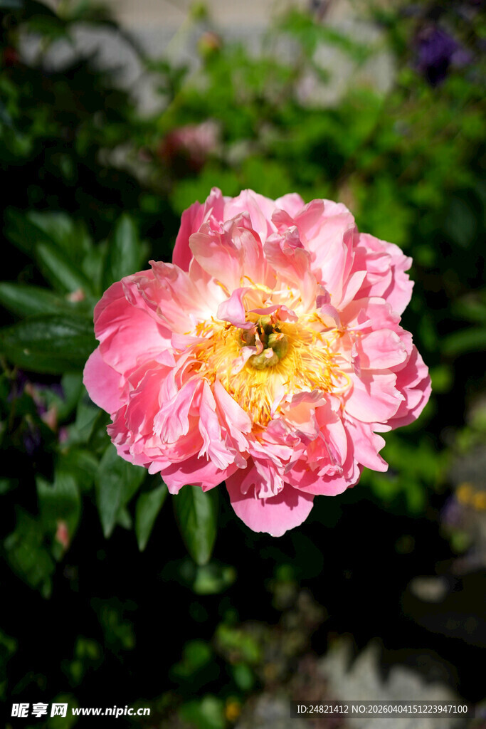 娇艳粉色牡丹花绽放