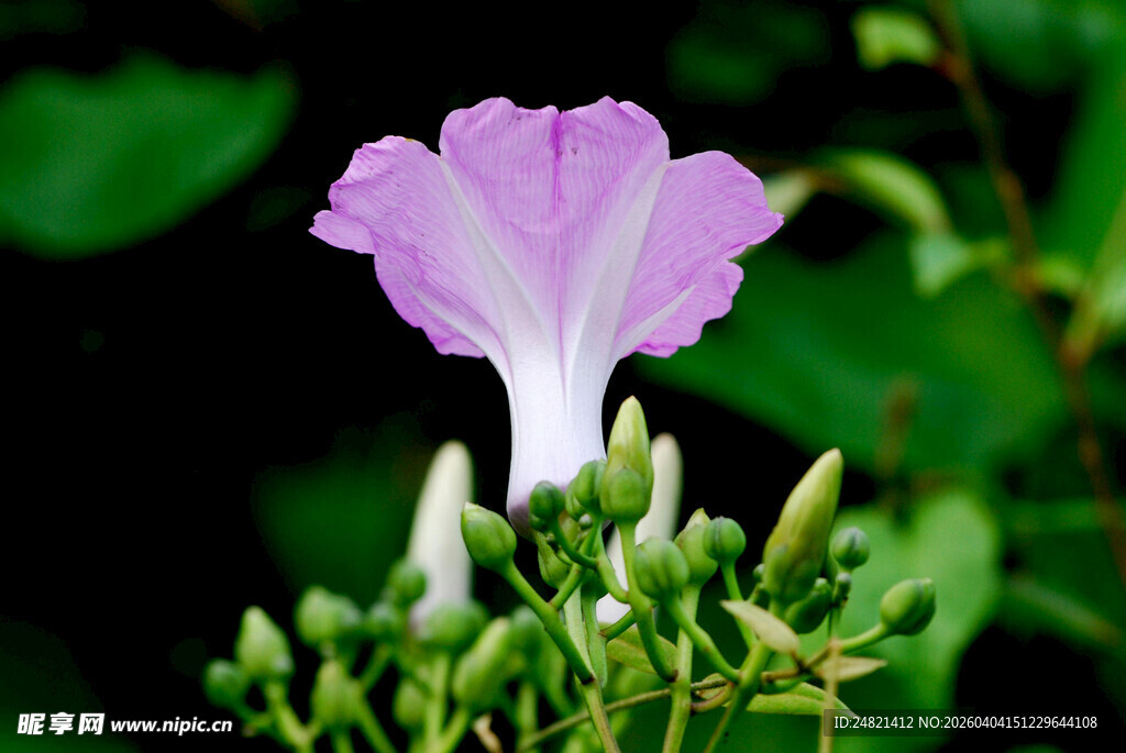 紫色牵牛花特写
