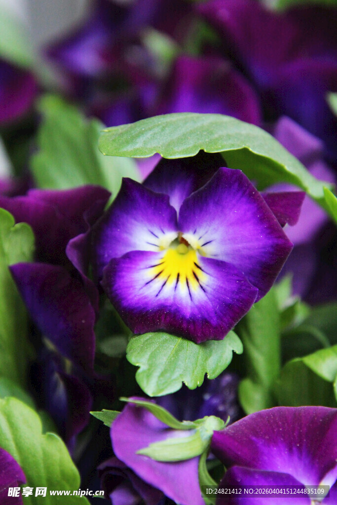 紫色三色堇绽放