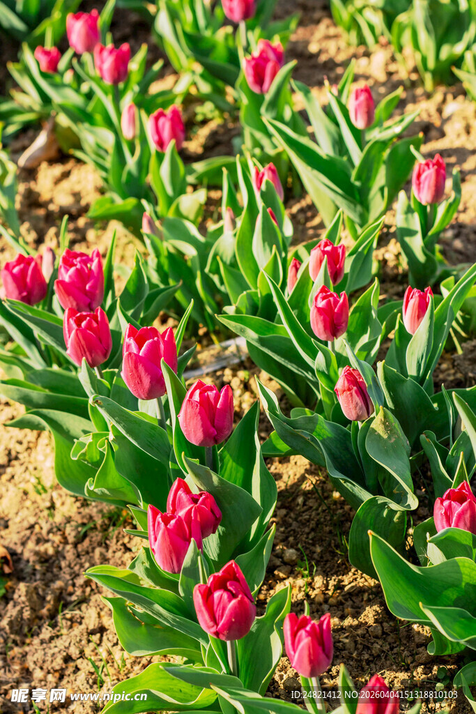盛开的红色郁金香花丛
