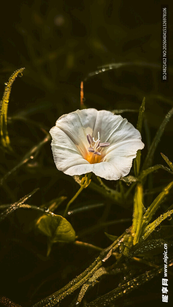 白色牵牛花绽放于草丛