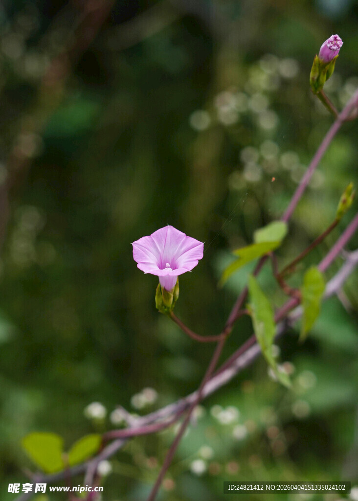 绽放的粉色牵牛花